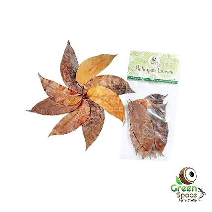 Mix Size Dried Mahogany Leaves-TR-MHL-10MX-01