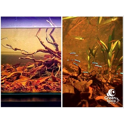 Mix Size Dried Neem Leaves-5