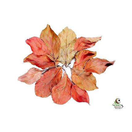Mix Size Dried Veralu Leaves-1