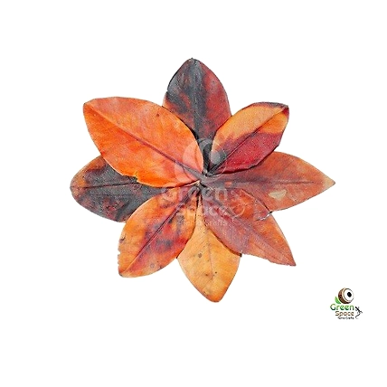 Mix Size Dried Mangrove Leaves-1