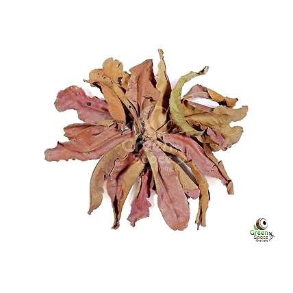 Mix Size Dried Kumbuk Leaves-1