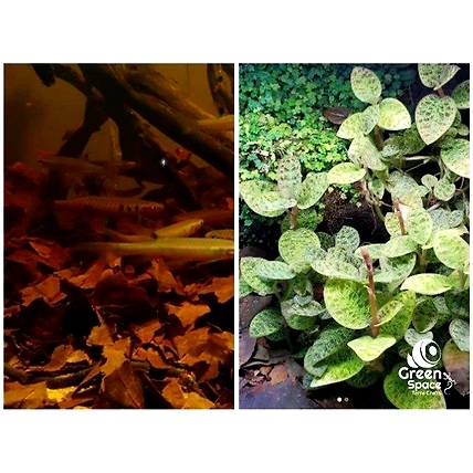 Mix Size Dried Kumbuk Leaves-5