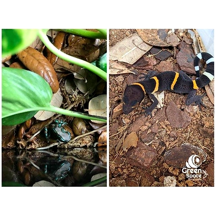 Mix Size Dried Rubber Leaves-5