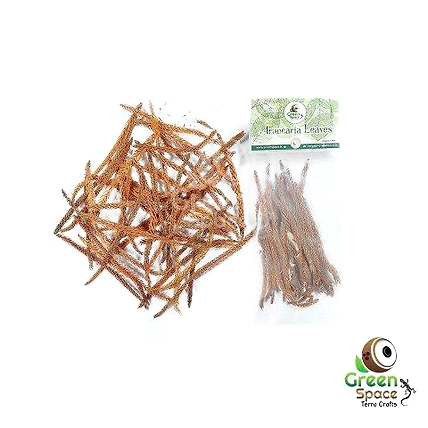 Mix Size Dried Arakeria Leaves-TR-ACL-20MX-01