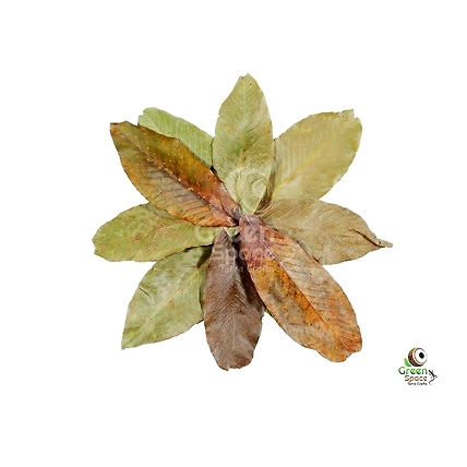 Mix Size Dried Katekela Leaves-1