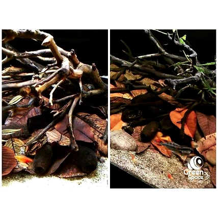 Mix Size Dried Katekela Leaves-5