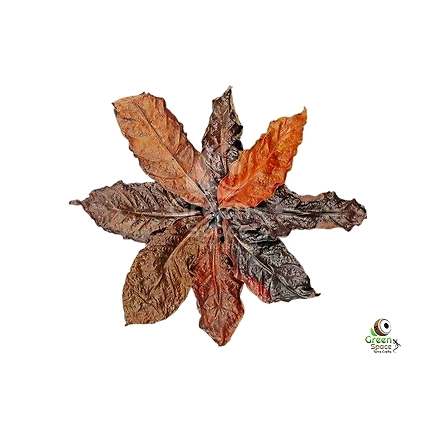 Mix Size Dried Coffee Leaves-1
