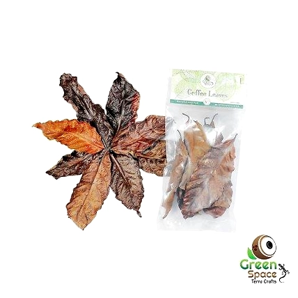 Mix Size Dried Coffee Leaves-TR-CFL-10MX-01
