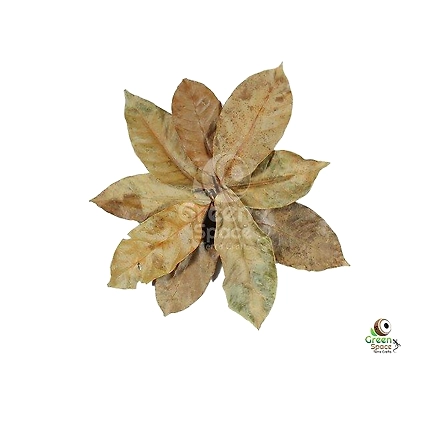 Mix Size Dried Nutmeg Leaves-1