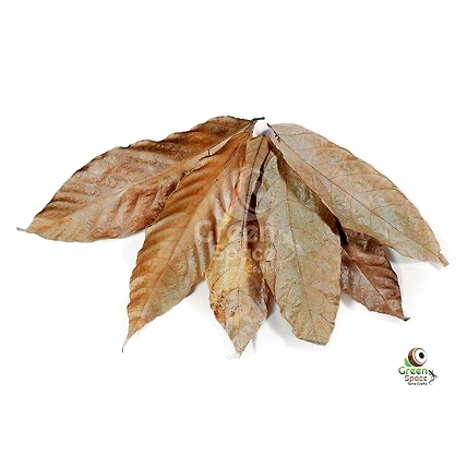 Mix Size Dried Cocoa Leaves-1