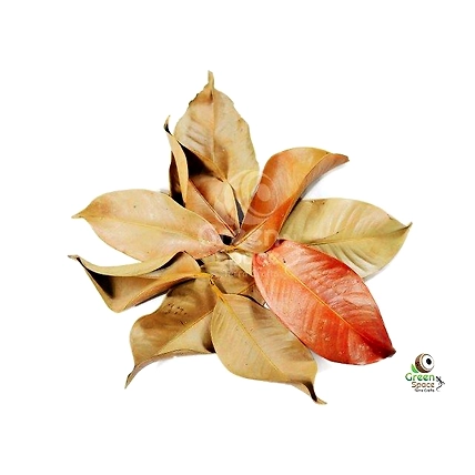 Mix Size Dried Mangus Leaves-1
