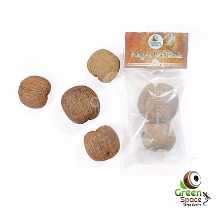 Palmyra Seeds-TR-PLM-2SDS-01