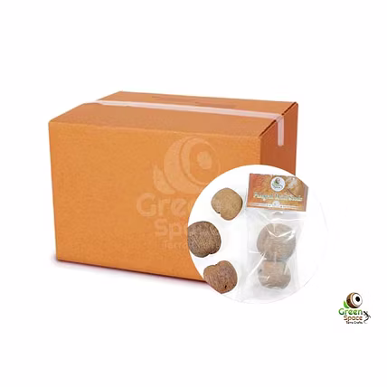 Palmyra Seeds-3