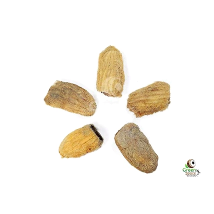 Mango Seeds-1