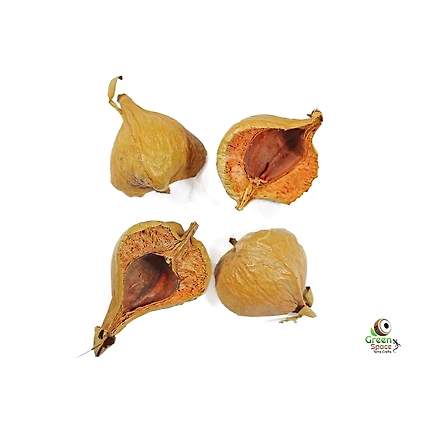 Mangrove Tree Pods-1