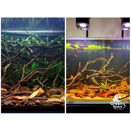 Mangrove Tree Pods-5