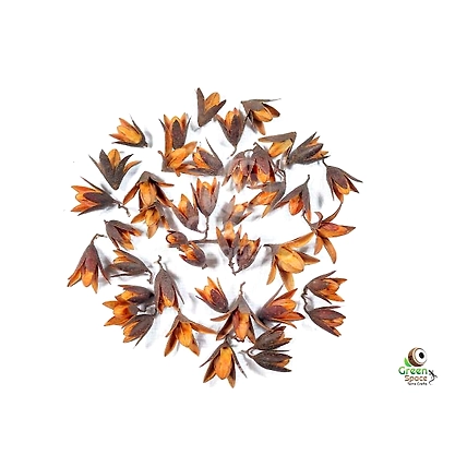 Toona Flower-1