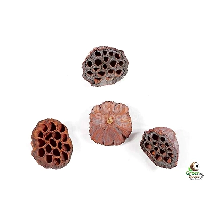 Lotus Pods-1