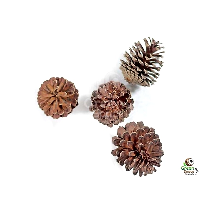 Pines Tree Cones-1