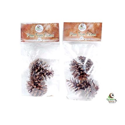 Pines Tree Cones-2