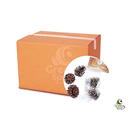 Pines Tree Cones-3