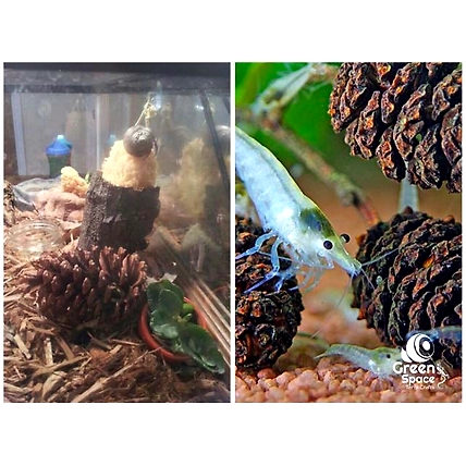 Pines Tree Cones-5