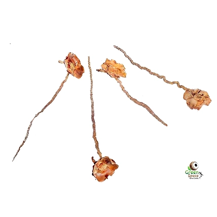 Coconut Palm Stem-1