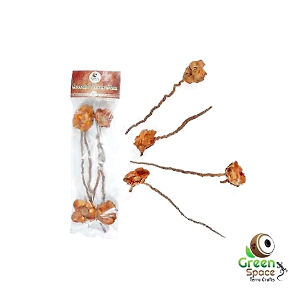 Coconut Palm Stem-TR-CFS-4PDS-01