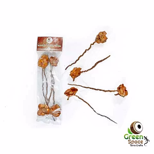 Coconut Palm Stem