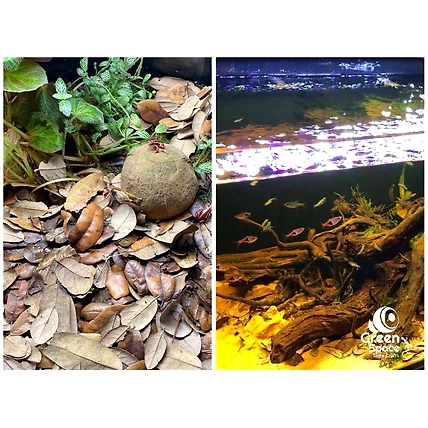 Ipil Tree Pods-5