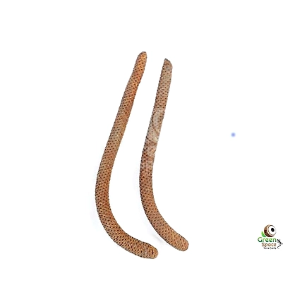 Palmyrah Male Flower Stem-1