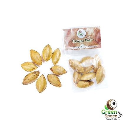 Catappa Nut (Indian Almond)-TR-CTP-8NTS-01