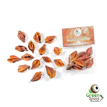 Kumbuk Tree Pods-TR-KTP-8PDS-01