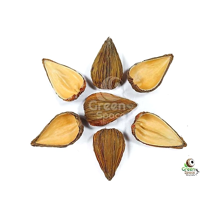 Agunukola Tree Pods-1