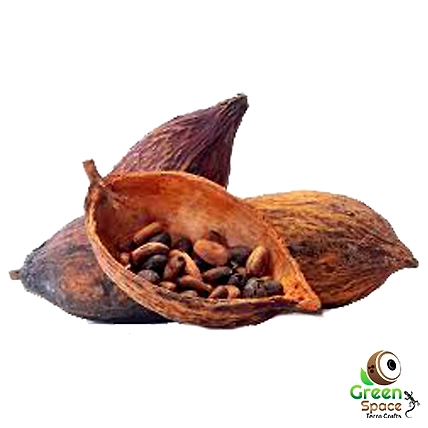 Cocoa Tree Pods-TR-COA-2PDS-01