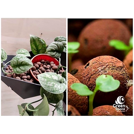 Leca Fertilizer Ball-5
