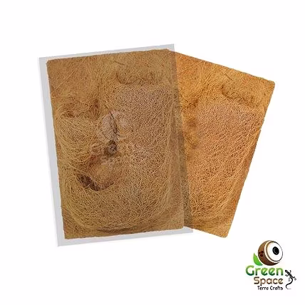 Coco Planting Background-TR-PBK-20CP-01