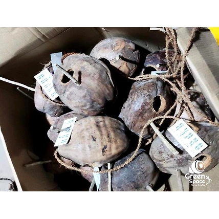 Whole Coco Birds Nest-2