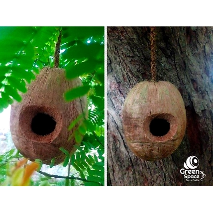 Whole Coco Birds Nest-4