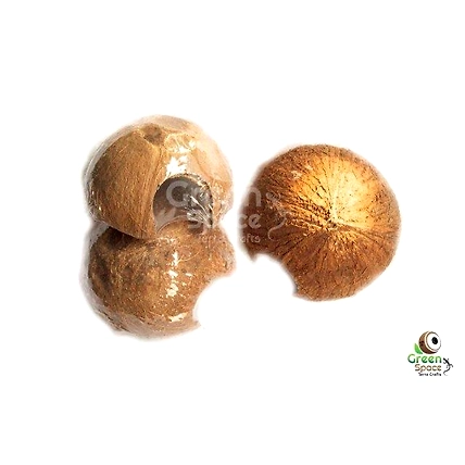 ½ Coco Shell Cave-1