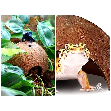 ½ Coco Shell Cave-4