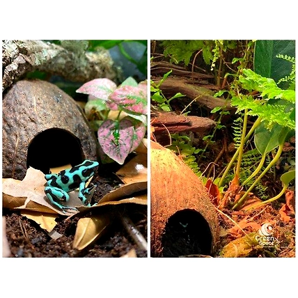 ½ Coco Shell Cave 05 In 01-5