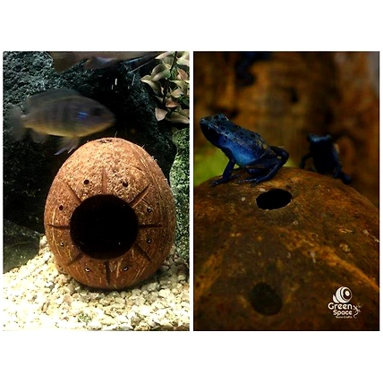 ¾ Coco Shell Cave-4