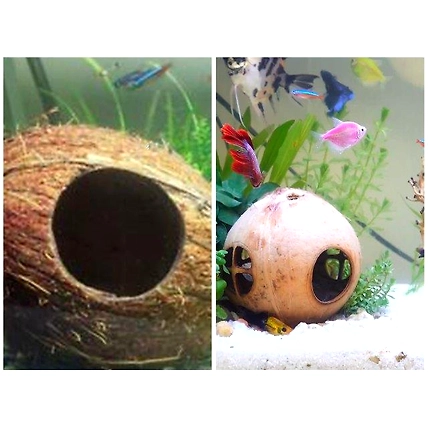 ¾ Coco Shell Cave 03 In 01-5