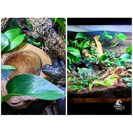 ½ Coco Hideout-5