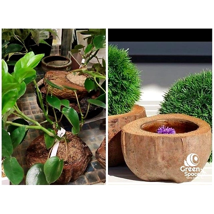 Coco Plant Holder-5