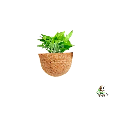 Coir Curve Wall Pot 05 In 01-5