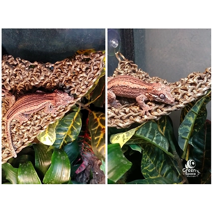 Reed Lizard Lodge Triangle 40cm-5