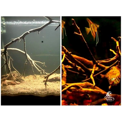 Small Tea Bush Branches-3