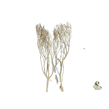 Large Tea Bush Branches-1